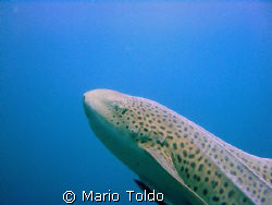LEOPARD SHARK IN THE BLUE by Mario Toldo 